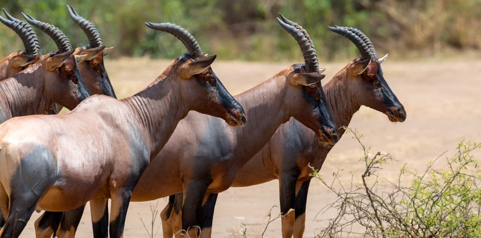 masai mara3